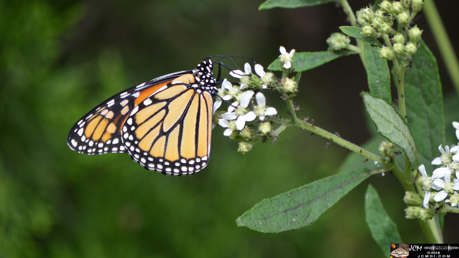 Monarch female on white flowers (Nikon D5100)